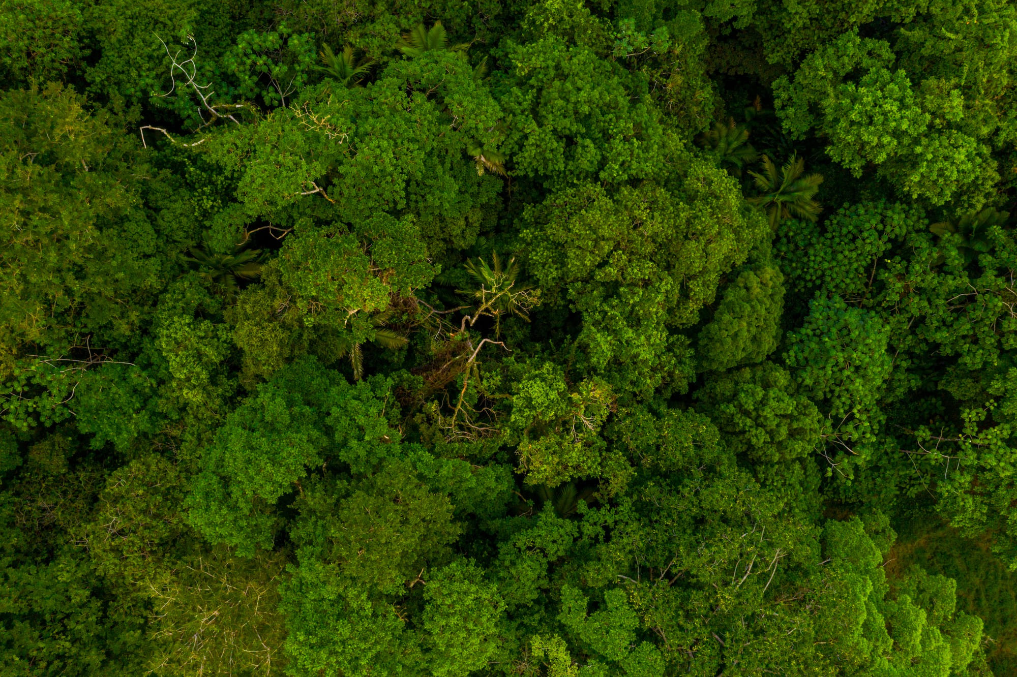 CNS lança nota e reforça protagonismo de comunidades extrativistas em soluções climáticas na Amazônia