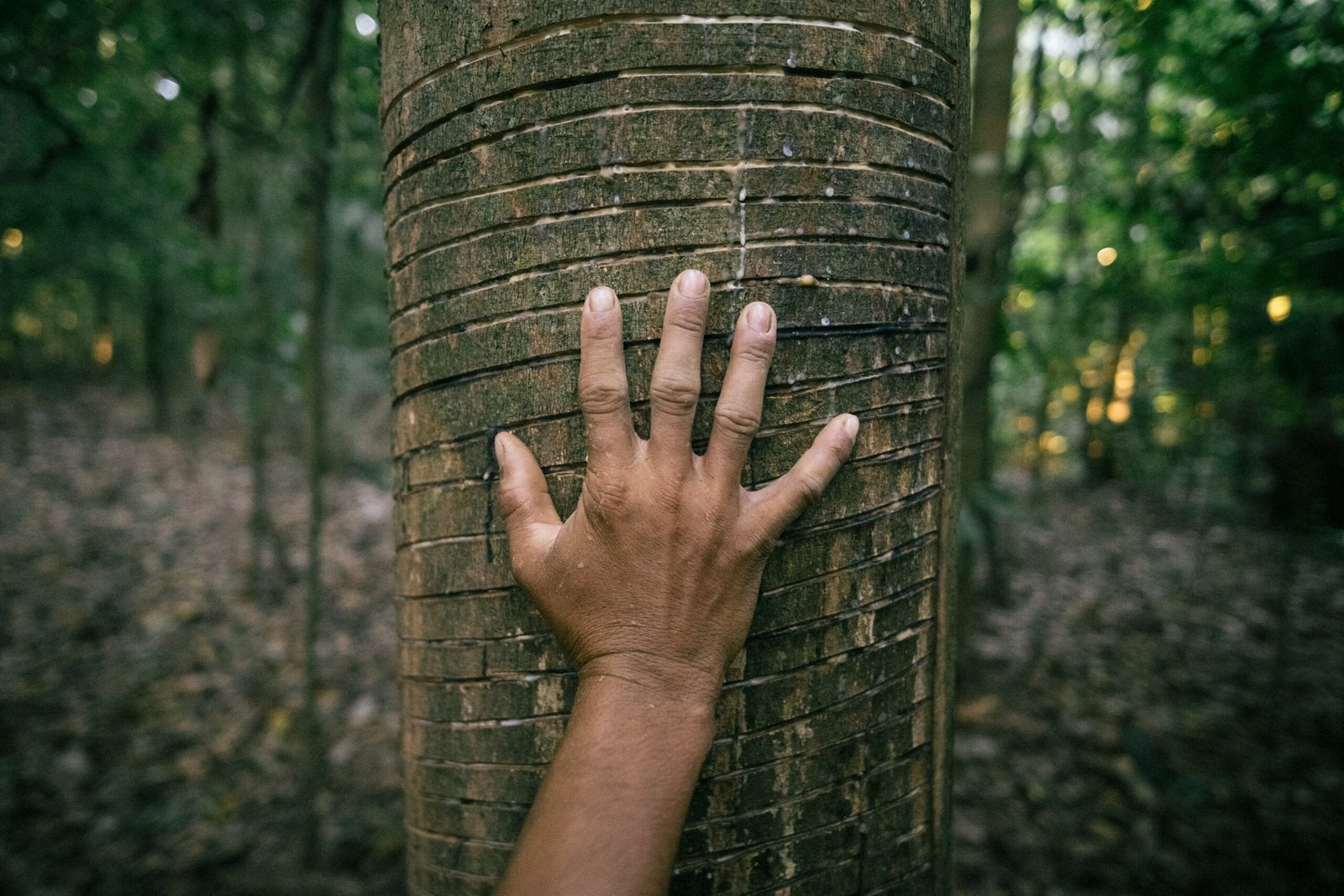 Mais de 40 organizações lançam manifesto pela sociobioeconomia
