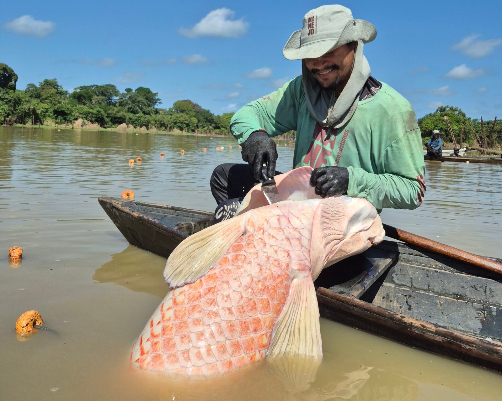 Pirarucu de manejo sustentável consolida presença na alimentação escolar pública do Amazonas